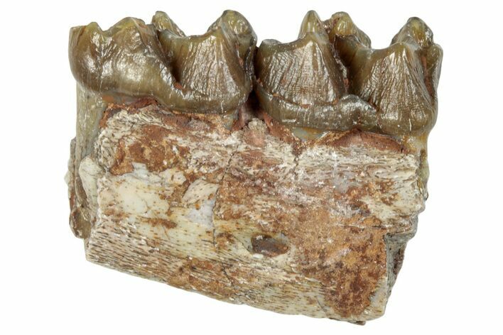 Fossil Horse (Mesohippus) Jaw Section - South Dakota #289544